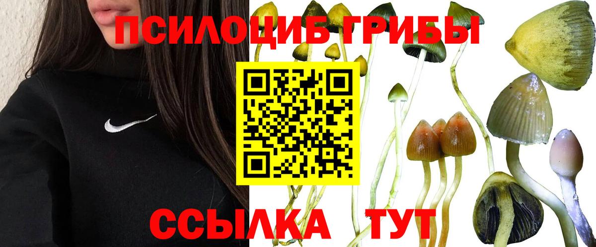 Псилоцибиновые грибы мицелий Сегежа